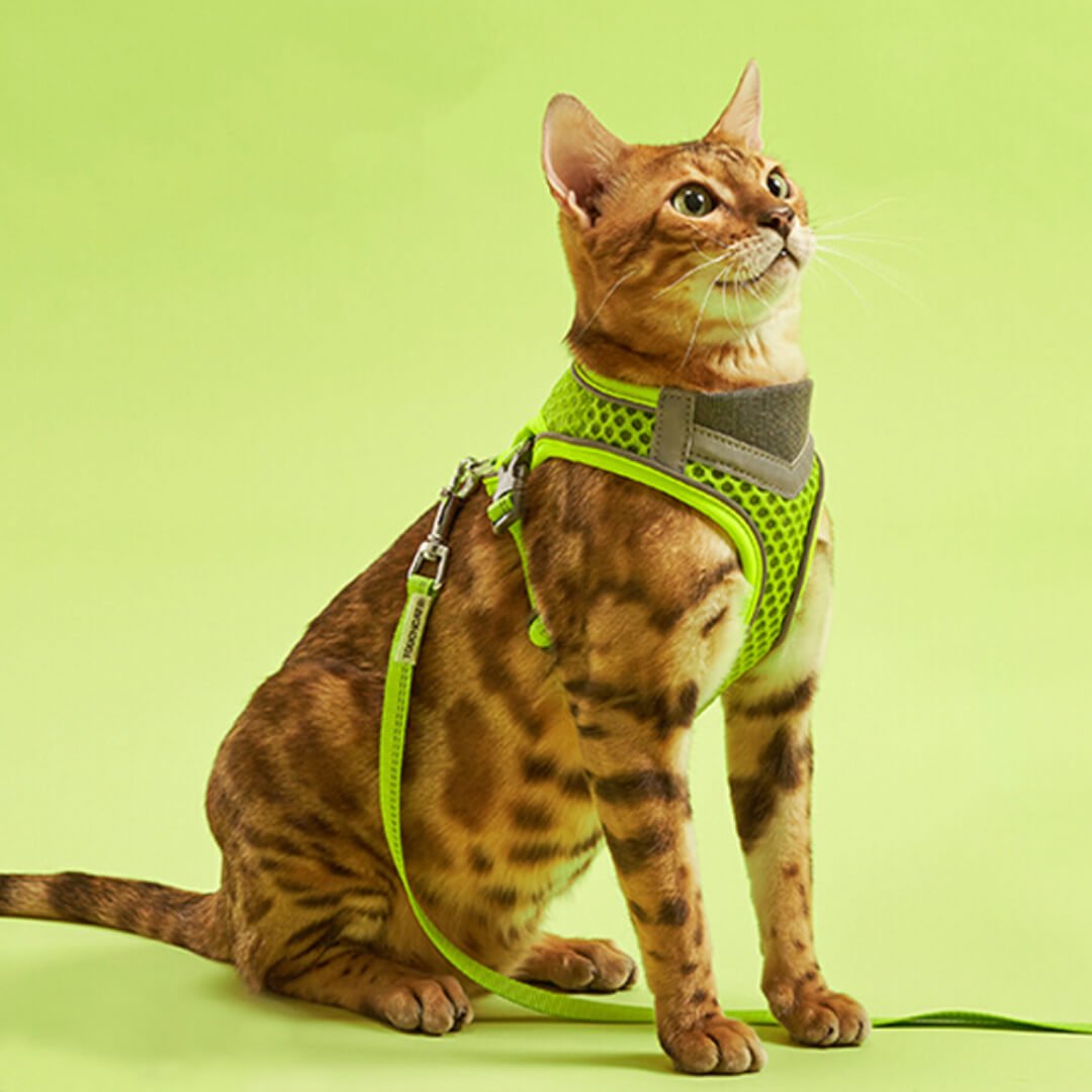 TouchCat Voyager Cat Harness & Leash Set - Image 5