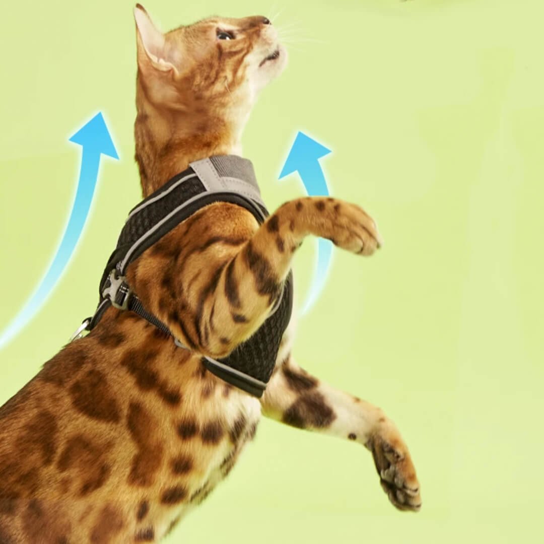 TouchCat Voyager Cat Harness & Leash Set - Image 8