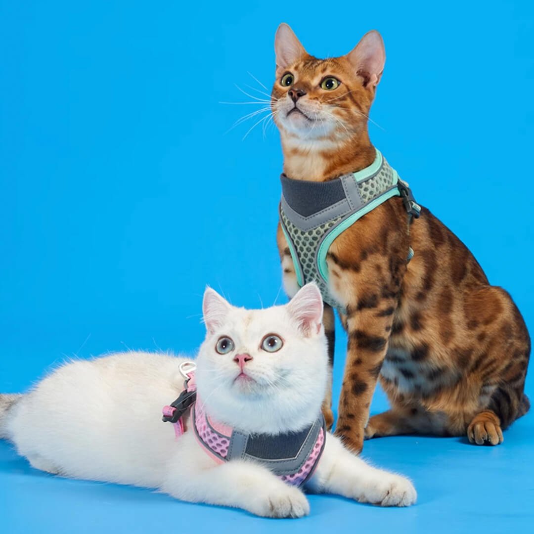 TouchCat Voyager Cat Harness & Leash Set - Image 14