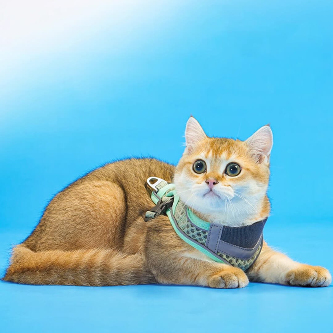 TouchCat Voyager Cat Harness & Leash Set - Image 11